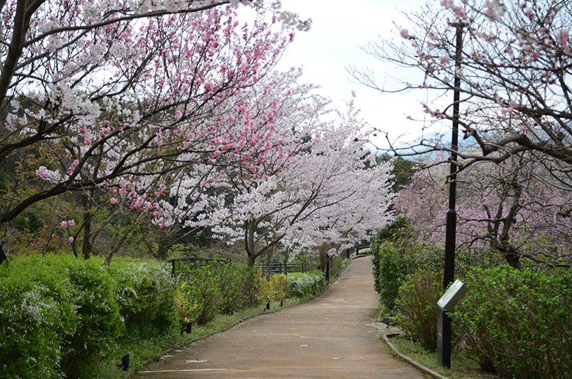 20170409　【桜情報】いちばんの見ごろを迎えています！15